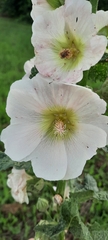 Alcea rosea