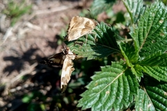 Heliopetes domicella
