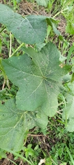 Alcea rosea