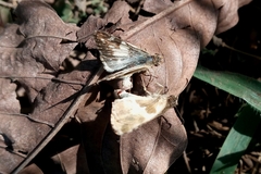 Heliopetes domicella