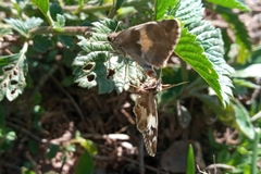 Heliopetes domicella