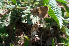 Heliopetes domicella