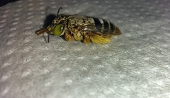 Centris niveofasciata