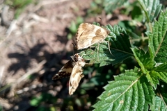 Heliopetes domicella