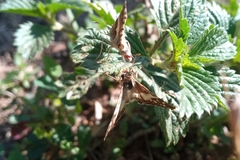 Heliopetes domicella