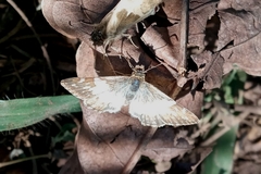 Heliopetes domicella