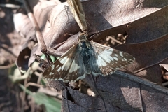 Heliopetes domicella