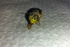 Centris niveofasciata