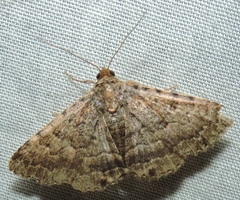 Diatenes aglossoides