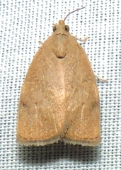 Austrocarea iocephala
