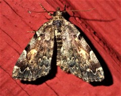 Idia majoralis
