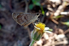 Callimormus saturnus