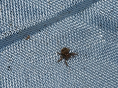 Boliscus tuberculatus