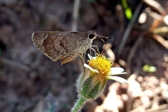 Callimormus saturnus