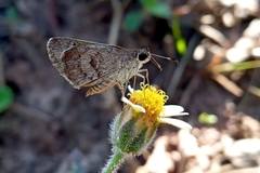 Callimormus saturnus