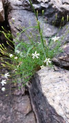 Silene saxifraga