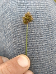 Carex microptera