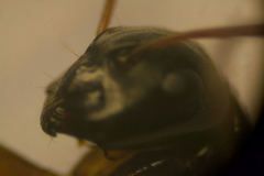 Camponotus fallax