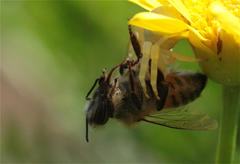 Apis mellifera