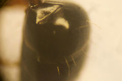 Camponotus fallax