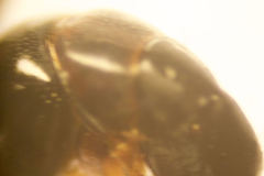 Camponotus fallax