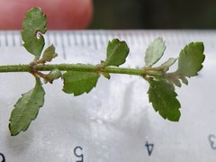 Gonocarpus aggregatus