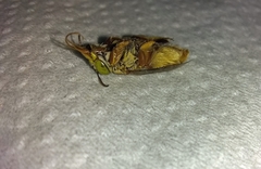 Centris niveofasciata