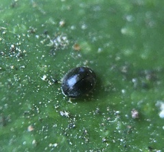Scymninae