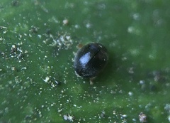 Scymninae