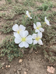 Oenothera coronopifolia