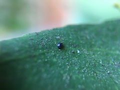Scymninae