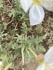 Oenothera coronopifolia