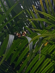 Heliconius ethilla