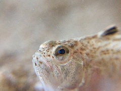 Echiichthys vipera