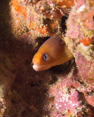 Gymnothorax melatremus