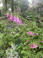 Digitalis purpurea