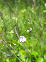 Lobelia nuttallii