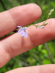 Lobelia nuttallii