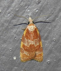 Cenopis diluticostana