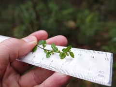 Gonocarpus aggregatus