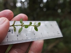 Gonocarpus aggregatus