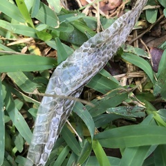 Coluber constrictor