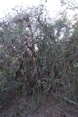 Melaleuca elliptica