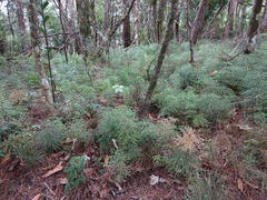 Gonocarpus aggregatus