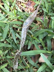 Coluber constrictor