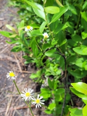 Erigeron vernus