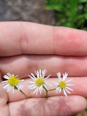 Erigeron vernus