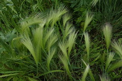 Hordeum jubatum