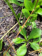 Erigeron vernus