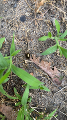 Chrysolina americana
